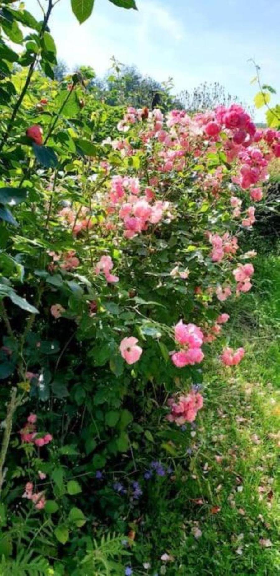 La Maison Des Roses Drachenbronn-Birlenbach Dış mekan fotoğraf