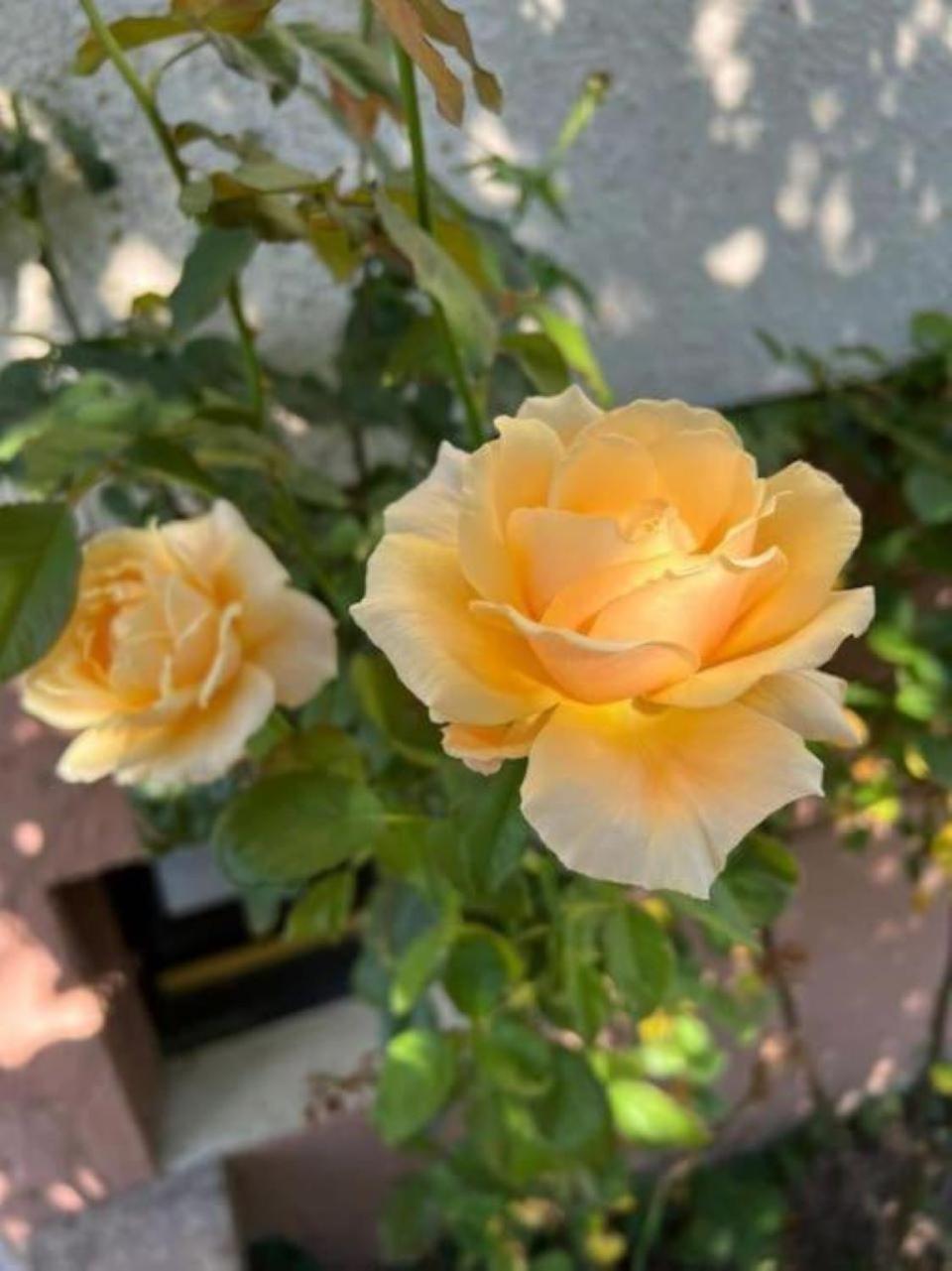 La Maison Des Roses Drachenbronn-Birlenbach Dış mekan fotoğraf