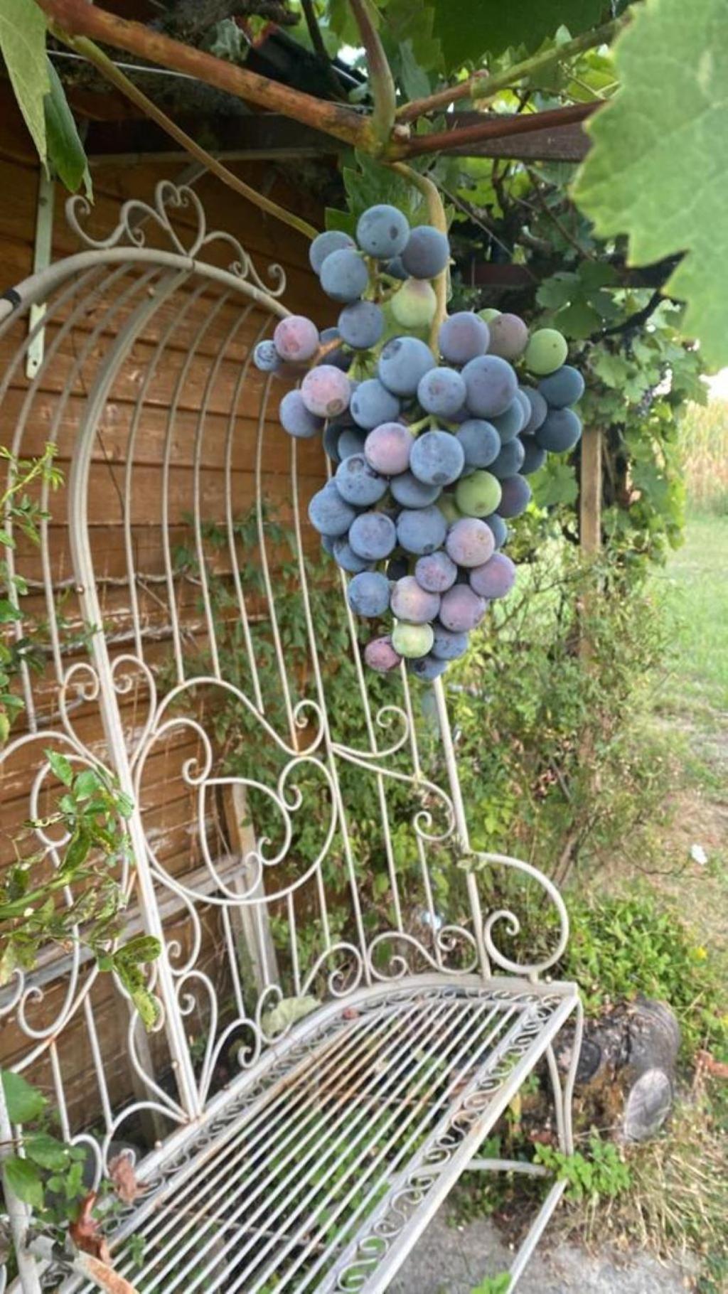 La Maison Des Roses Drachenbronn-Birlenbach Dış mekan fotoğraf