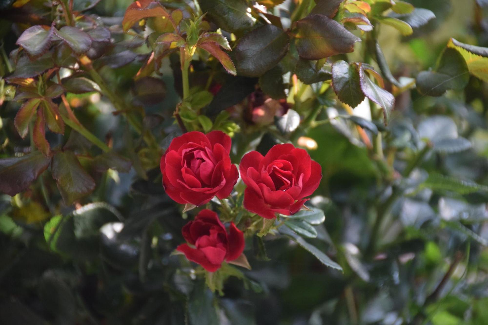 La Maison Des Roses Drachenbronn-Birlenbach Dış mekan fotoğraf